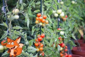 Wie hoch wird eine Tomaten Pflanze im Durchschnitt