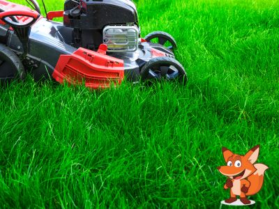 Ab wann Rasen maehen im Fruehjahr und worauf sollte man dabei achten?